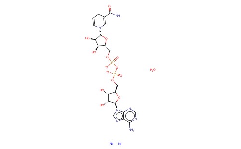 烟酰胺腺嘌呤二核苷酸（还原的）二钠盐